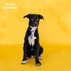 adoptable Dog in  named WALLER