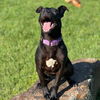 adoptable Dog in  named NINA