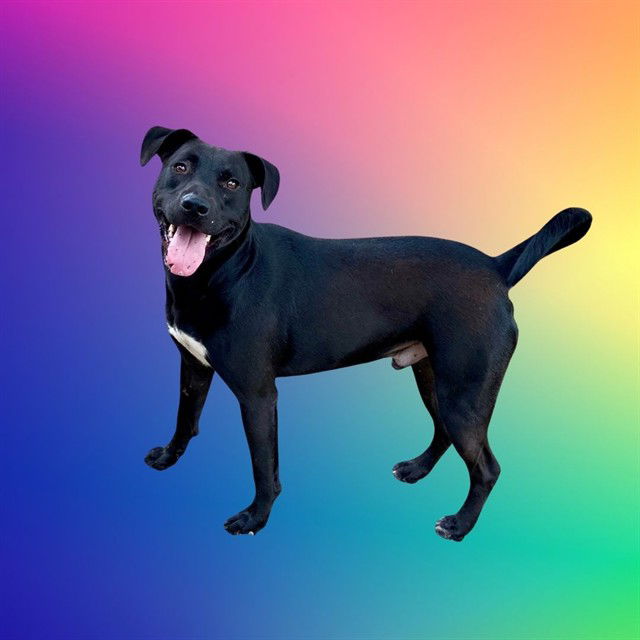 adoptable Dog in Conroe, TX named RUDDER