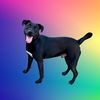 adoptable Dog in  named RUDDER