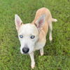 adoptable Dog in  named SPRING
