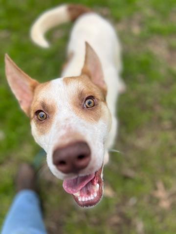 picture of the dog needing adoption