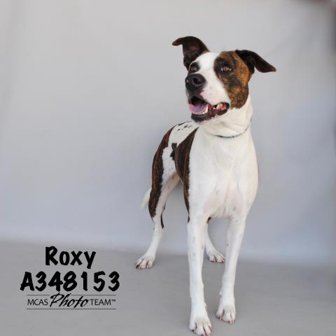 ROXY - Labrador Retriever available for adoption