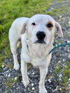 adoptable Dog in  named CUPID