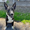adoptable Dog in  named OWEN