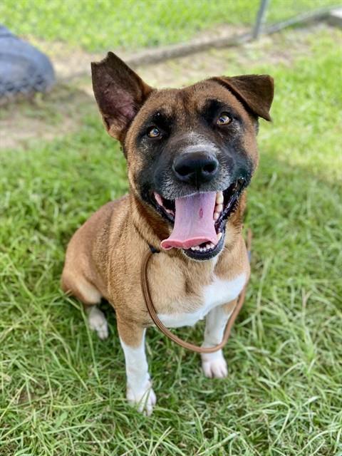 adoptable Dog in Conroe, TX named LOUIE