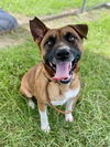 adoptable Dog in  named LOUIE