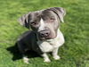 adoptable Dog in  named TRUMAN