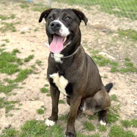 adoptable Dog in Conroe, TX named WAFFLES
