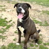 adoptable Dog in  named WAFFLES