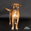 adoptable Dog in  named MILES