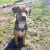 adoptable Dog in  named CHIVES