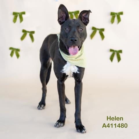 HELEN Image
