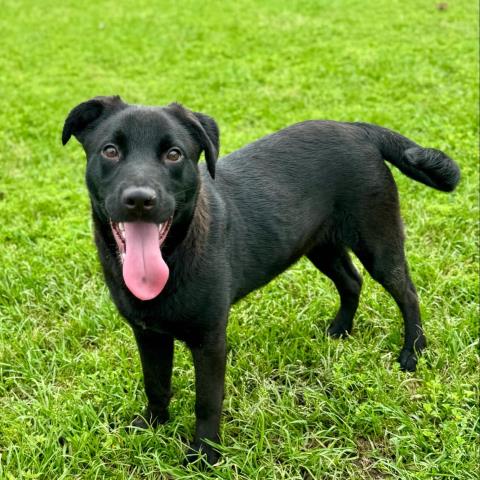 adoptable Dog in Conroe, TX named GALE