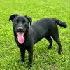 adoptable Dog in  named GALE
