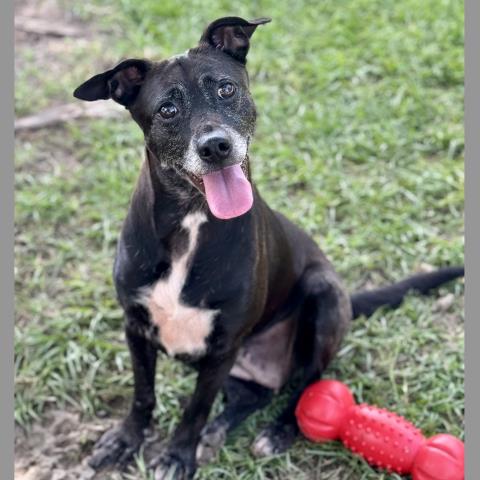 adoptable Dog in Conroe, TX named MORENA