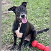 adoptable Dog in  named MORENA