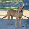 adoptable Dog in  named JACKIE