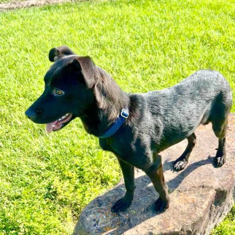 adoptable Dog in Conroe, TX named NELLIE