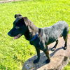 adoptable Dog in  named NELLIE