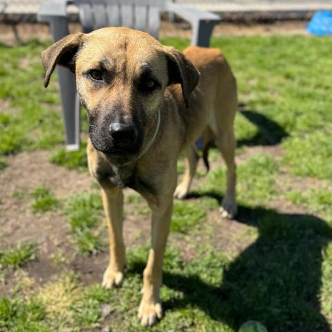 LARK - Black Mouth Cur available for adoption