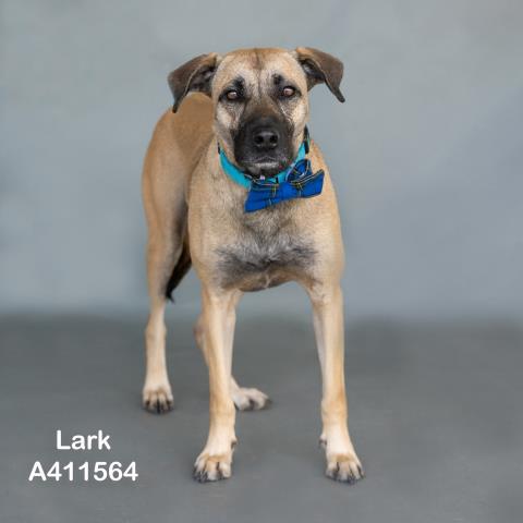 LARK - Black Mouth Cur available for adoption