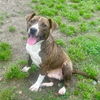 adoptable Dog in  named CHRISTIAN