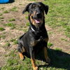 adoptable Dog in  named NATALIA