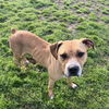 adoptable Dog in  named CANELA