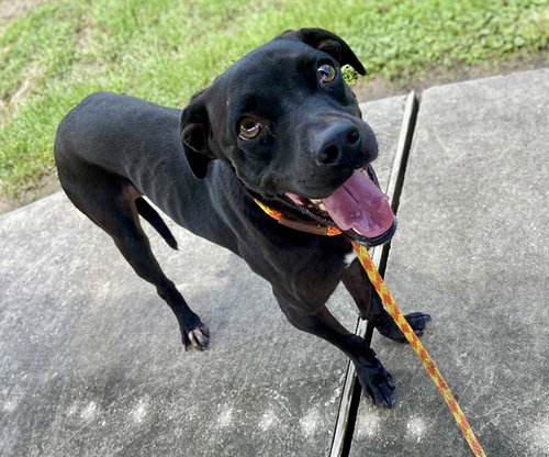ANGUS - Labrador Retriever available for adoption