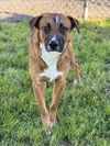 adoptable Dog in  named HORACE