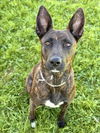 adoptable Dog in  named DUCHESS