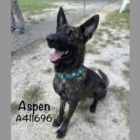 adoptable Dog in Conroe, TX named ASPEN