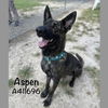 adoptable Dog in  named ASPEN