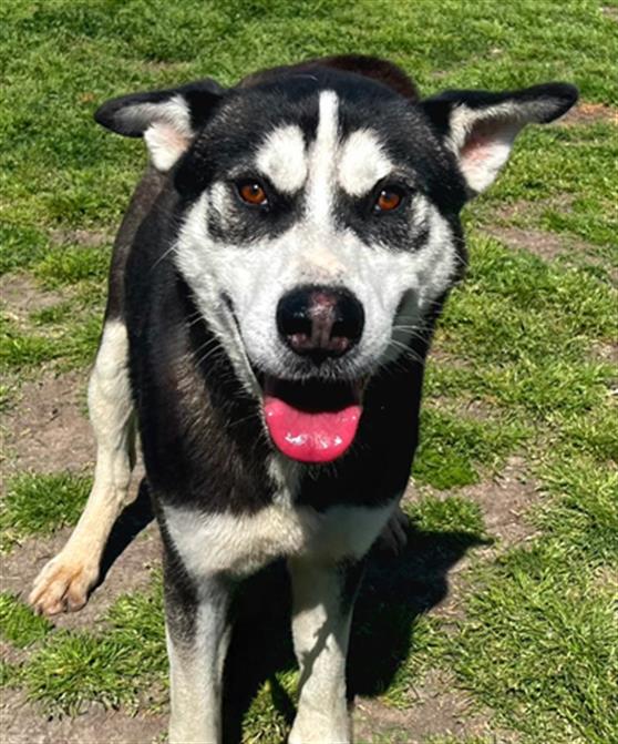 adoptable Dog in Conroe, TX named CLYDE