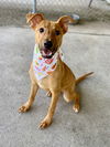 adoptable Dog in  named SATIN
