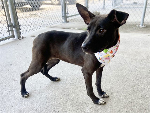 adoptable Dog in Conroe, TX named SELUNE