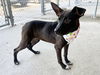 adoptable Dog in  named SELUNE