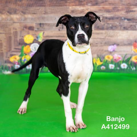 BANJO - American Pit Bull Terrier available for adoption