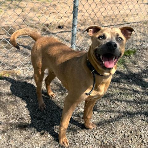 DAKOTA - American Pit Bull Terrier available for adoption