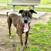 adoptable Dog in  named BERNARD