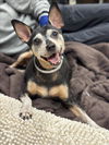 adoptable Dog in  named BELLE