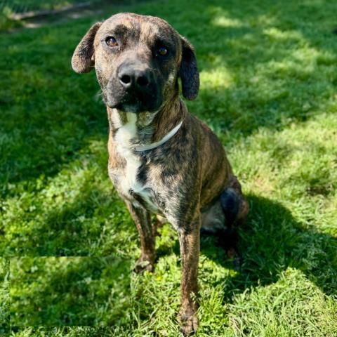 adoptable Dog in Conroe, TX named LINCOLN