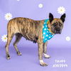 adoptable Dog in  named TRUDY