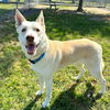 adoptable Dog in  named DIESEL