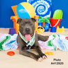 adoptable Dog in  named PLUTO