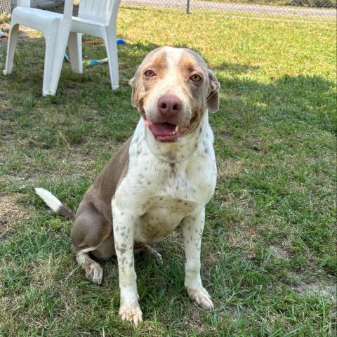 adoptable Dog in Conroe, TX named DORY