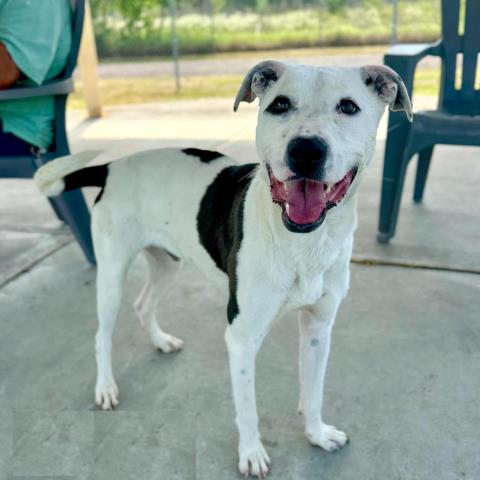 adoptable Dog in Conroe, TX named ELLIOTT PAGE