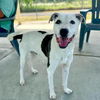 adoptable Dog in  named ELLIOTT PAGE