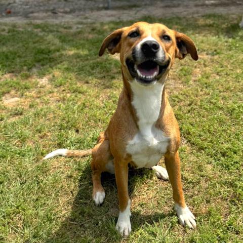 adoptable Dog in Conroe, TX named ELOISE